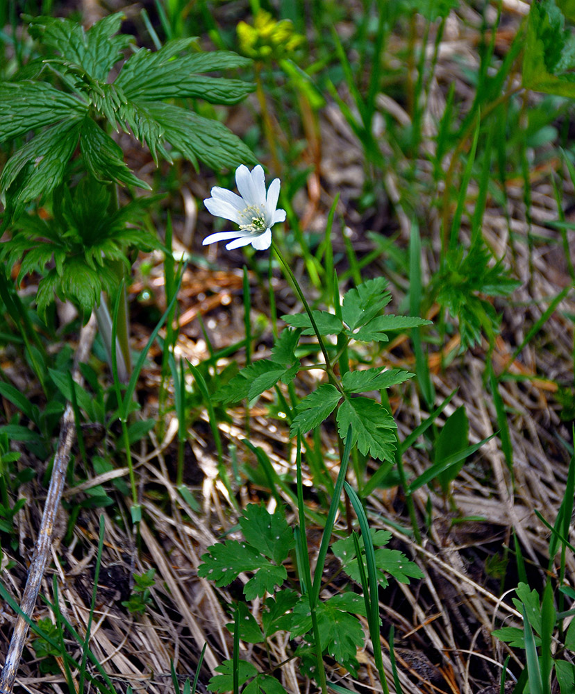 Image of Anemone altaica specimen.