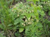 Fragaria campestris