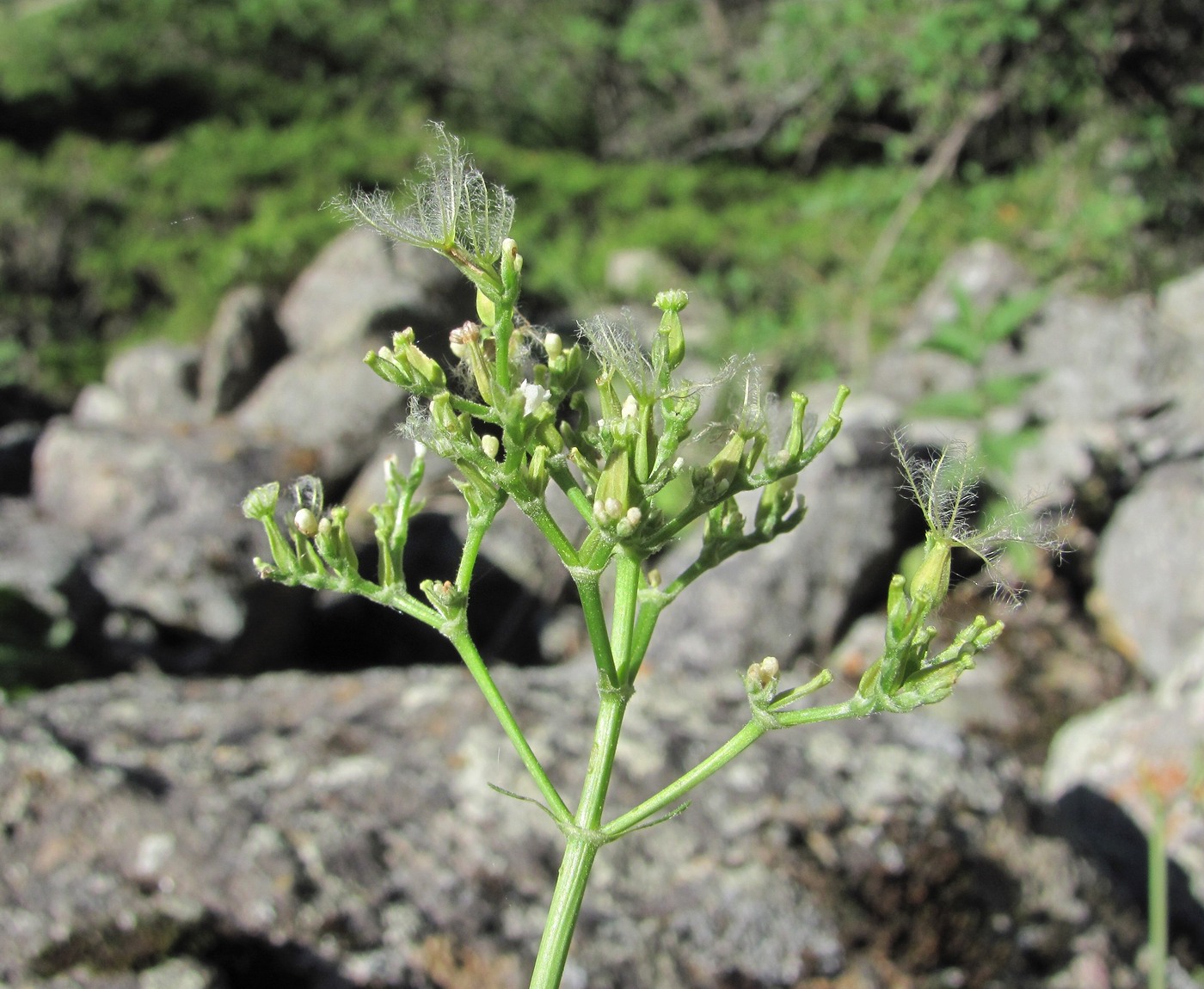 Image of Valeriana cardamines specimen.