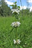Phlomoides tuberosa. Верхушка побега с соцветиями (гипохромная форма). Алтай, Шебалинский р-н, окр. с. Шебалино, долина р. Сёма, луг. 12 июля 2019 г.