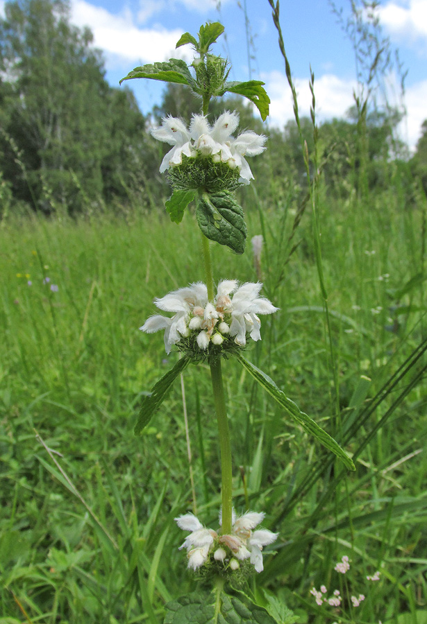 Изображение особи Phlomoides tuberosa.