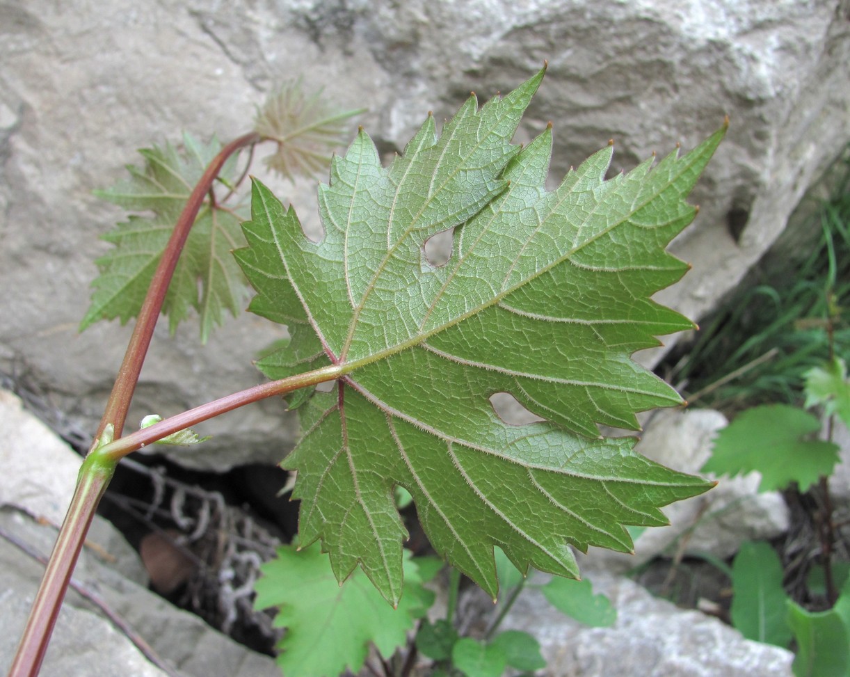 Image of Vitis vinifera specimen.