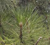 Pinus pallasiana