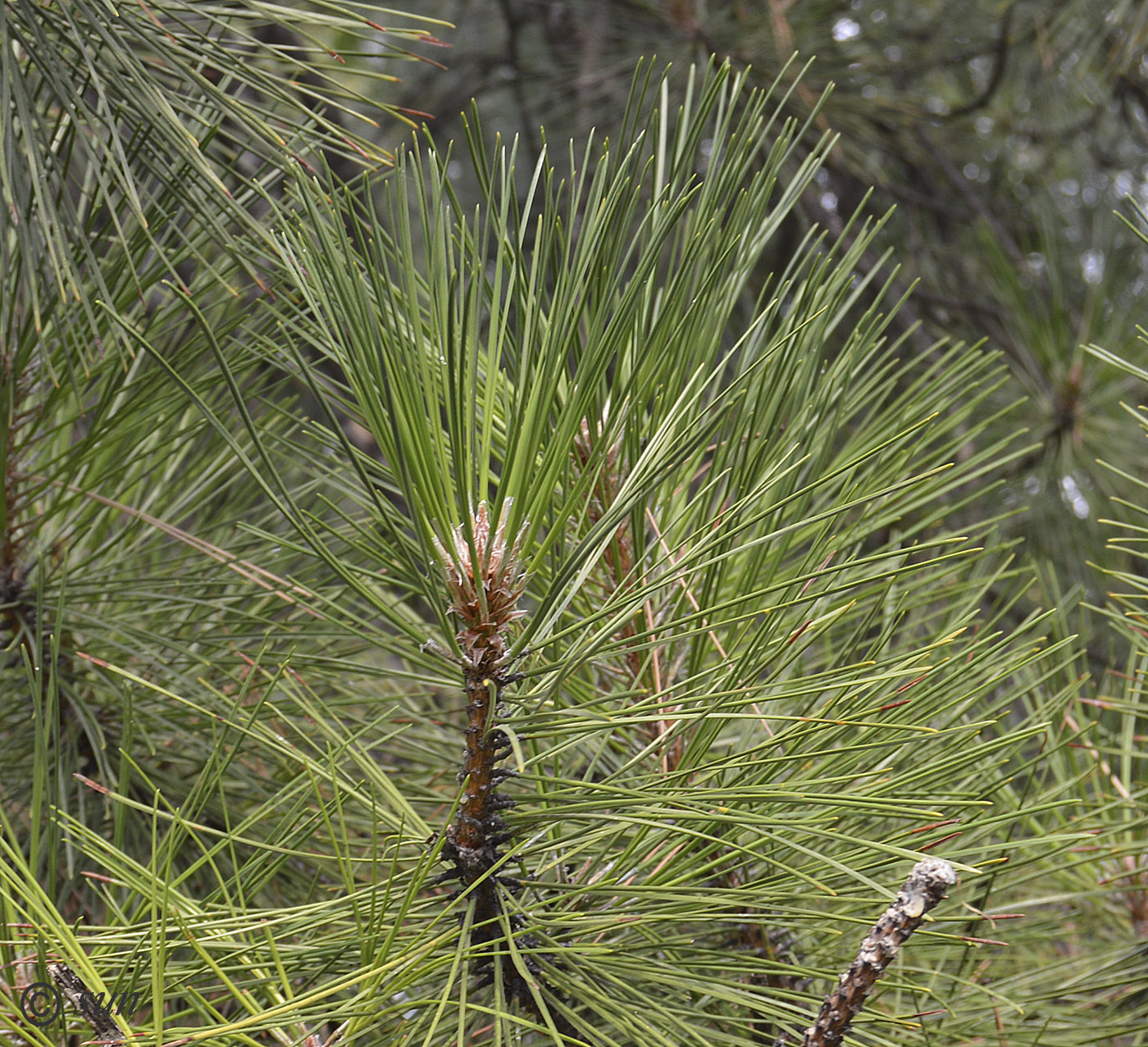 Изображение особи Pinus pallasiana.