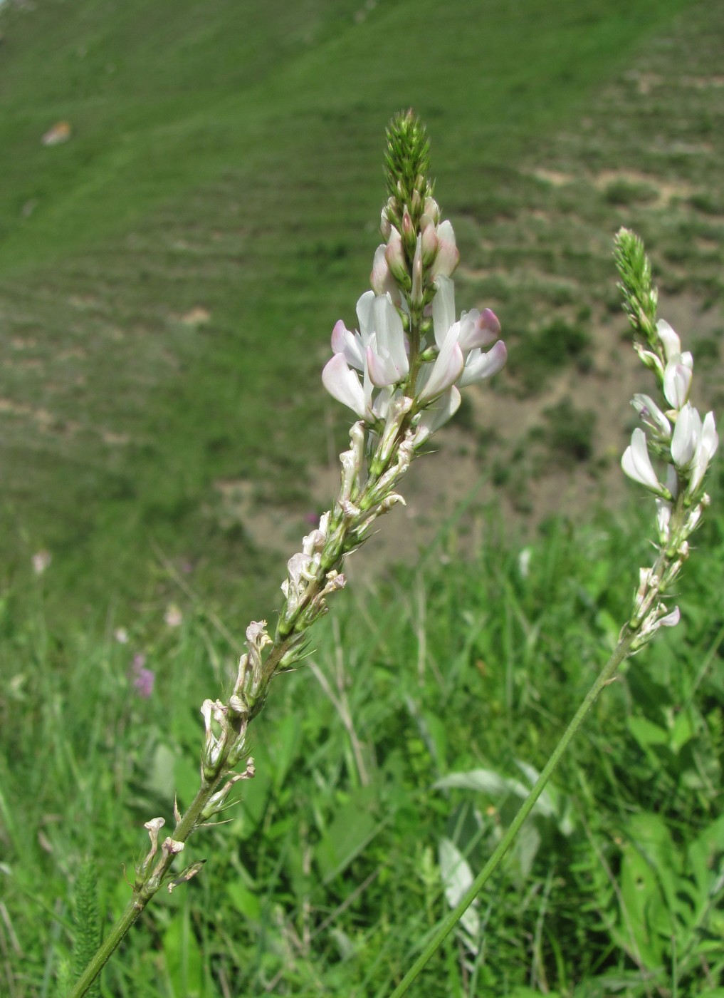 Изображение особи Onobrychis petraea.