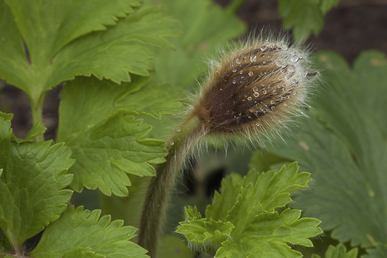 Изображение особи Pulsatilla ajanensis.