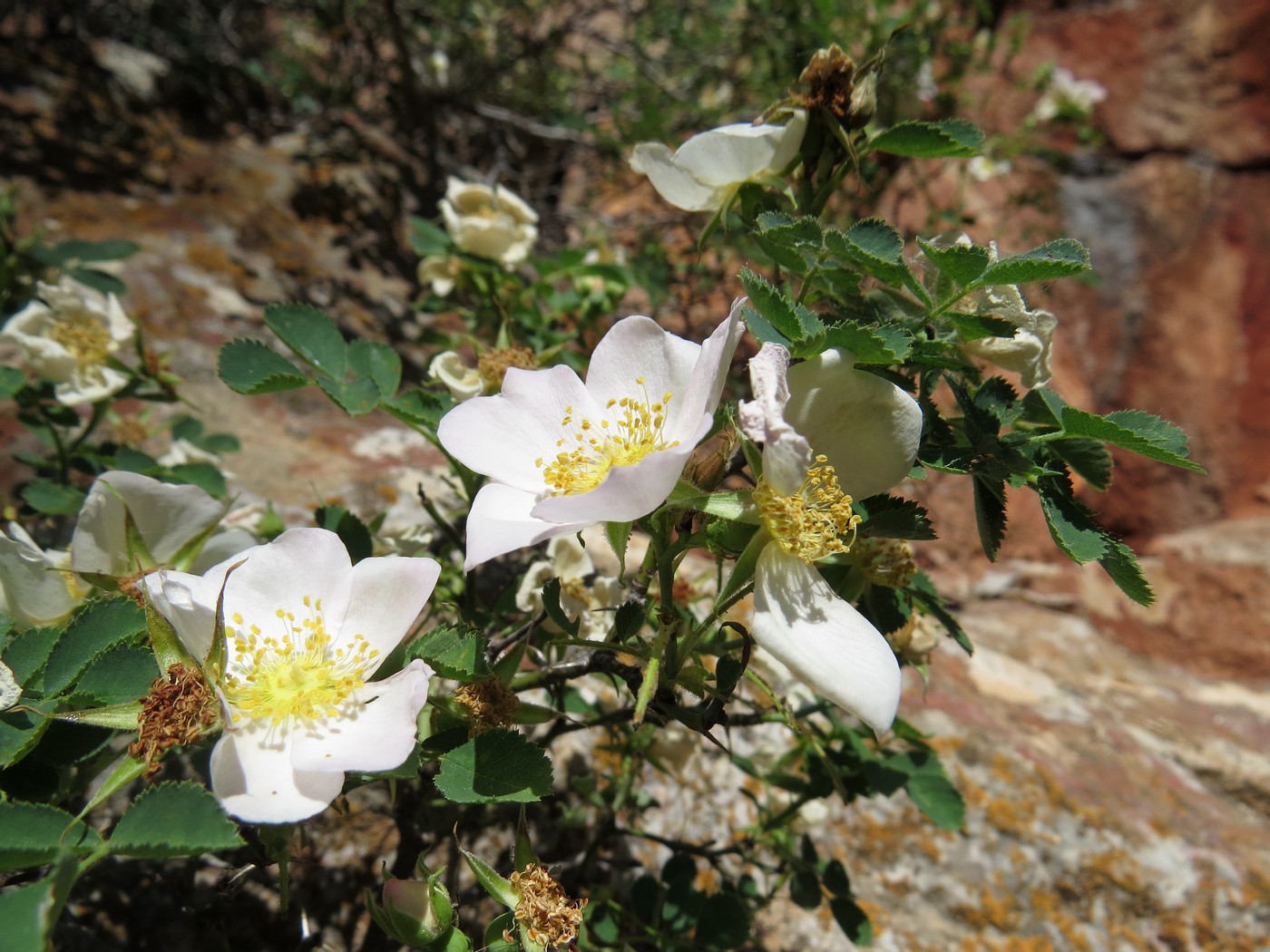 Изображение особи Rosa nanothamnus.