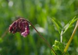 Lathyrus pisiformis. Соцветие. Челябинская обл, Саткинский р-н, долина р. Первая, луг. 16 июня 2019 г.