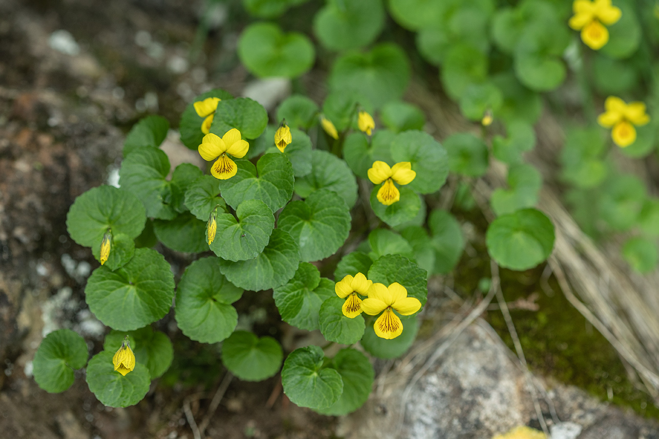 Изображение особи Viola caucasica.