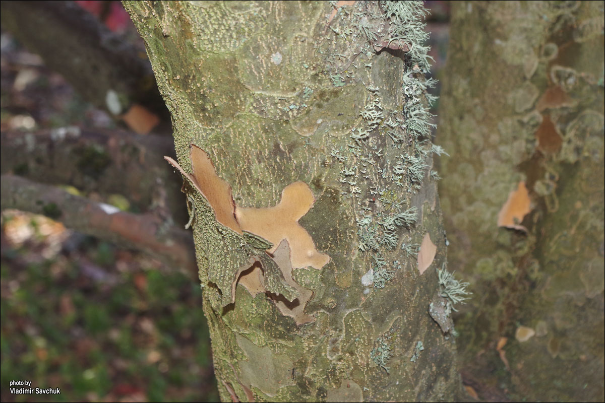 Изображение особи Parrotia persica.