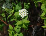 Spiraea media