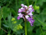 Orchis militaris. Верхушка побега с соцветием. Иркутская обл, Слюдянский р-н, окр. пос. Култук, долина р. Култучная, луг. 17.06.2019.