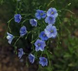 genus Linum