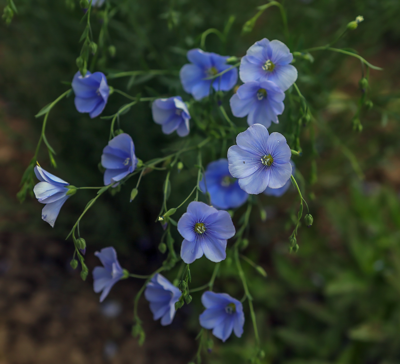 Image of genus Linum specimen.