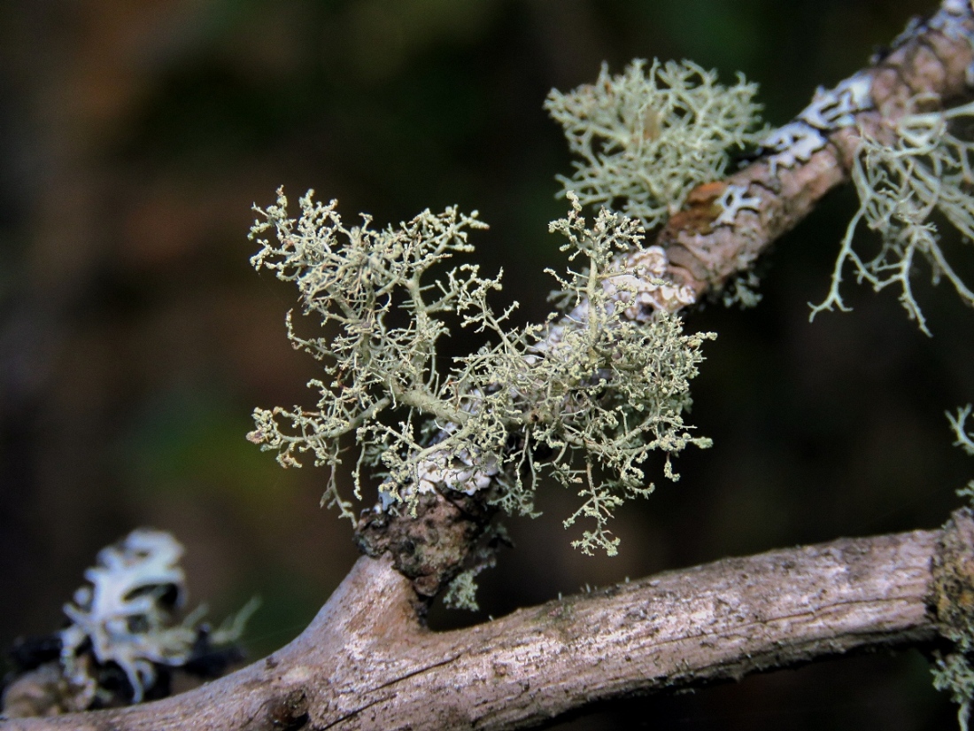 Изображение особи Ramalina roesleri.