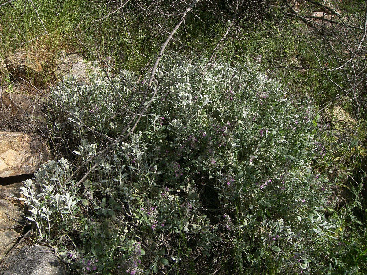 Изображение особи Stachys stschegleewii.