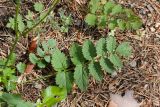 Pimpinella saxifraga. Прикорневые листья цветущего растения. Финляндия, муниципалитет Савонлинна, окр. туркомплекса Харьюн Портти, склон моренной гряды, травяной сосняк, обочина дороги. 14.07.2019.