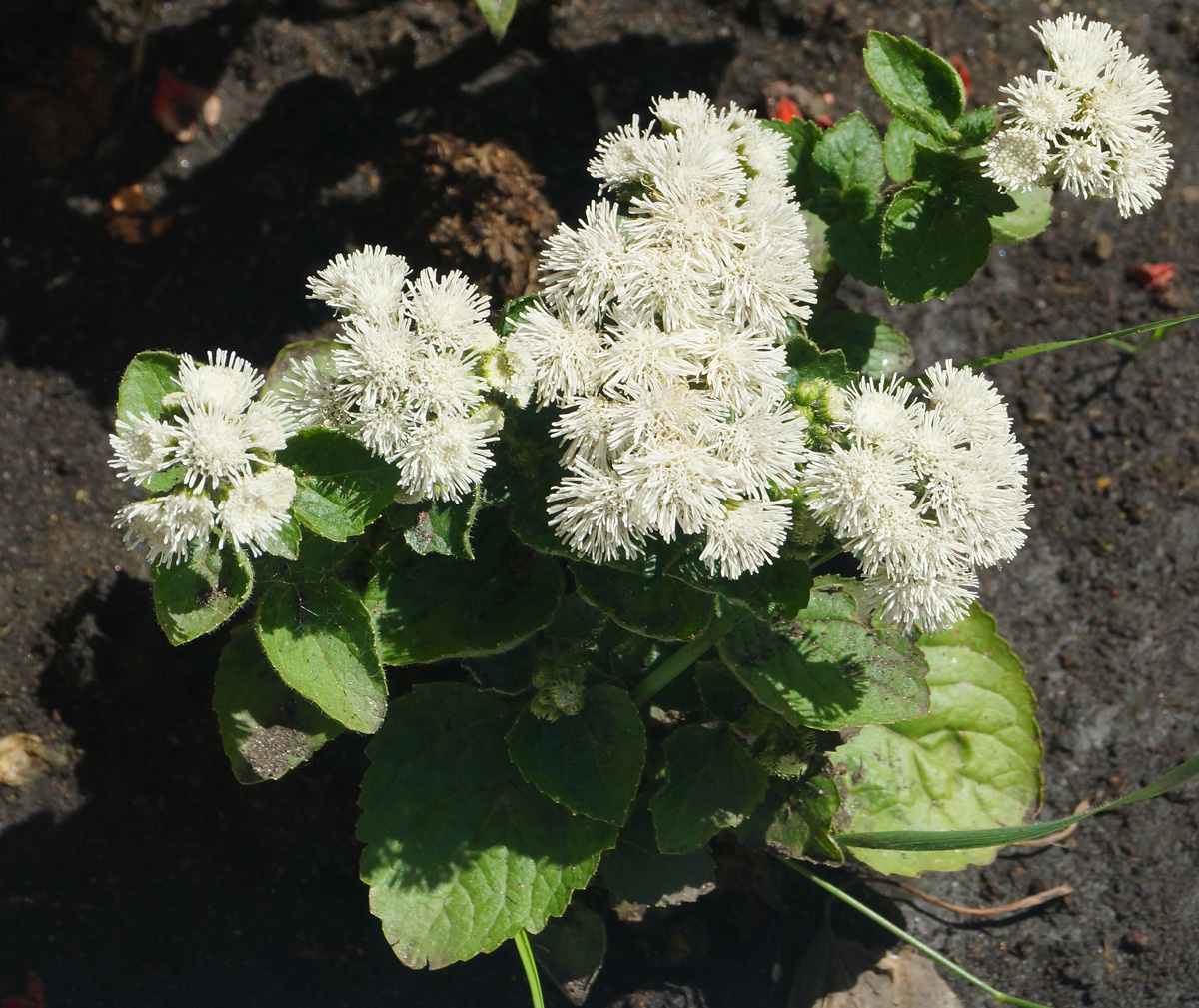 Image of Ageratum houstonianum specimen.