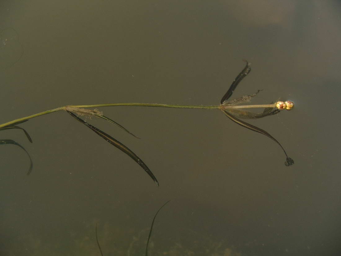 Изображение особи Potamogeton berchtoldii.