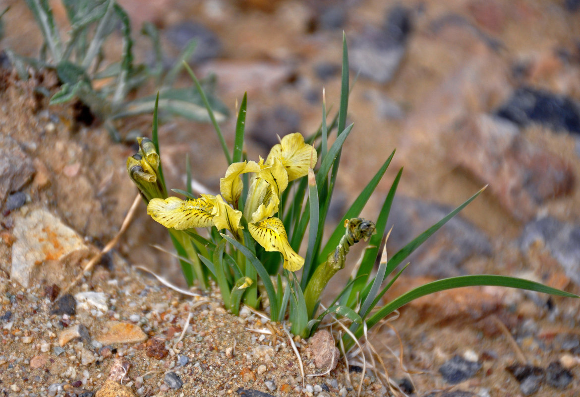 Изображение особи Iris potaninii.