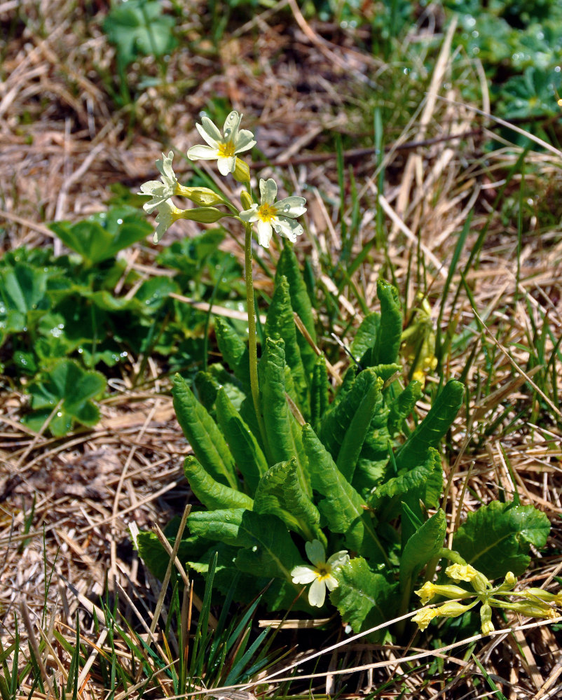 Image of Primula pallasii specimen.