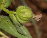 Campanula hierosolymitana. Побег с плодом. Израиль, Нижняя Галилея, г. Верхний Назарет, ландшафтный парк. 02.04.2018.