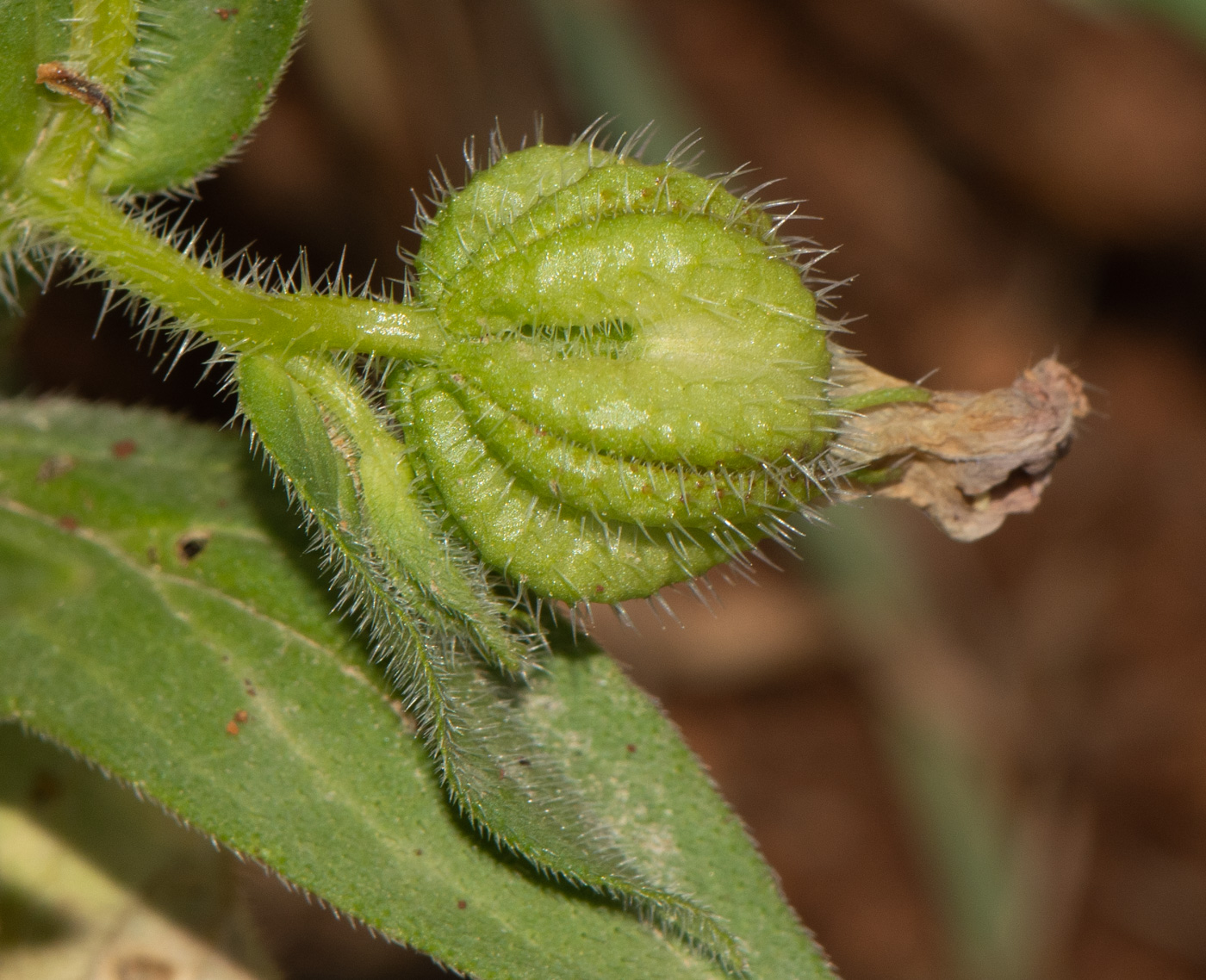 Image of Campanula hierosolymitana specimen.