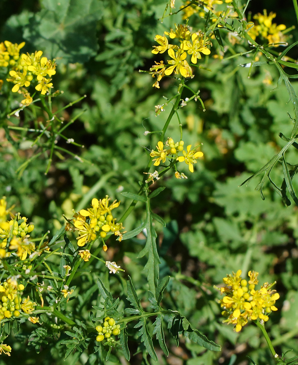 Image of Rorippa sylvestris specimen.