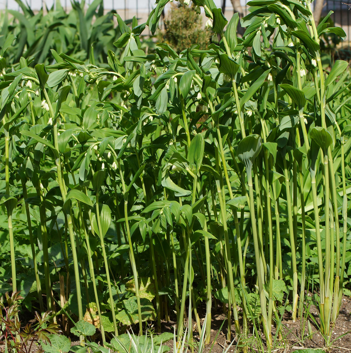Image of Polygonatum multiflorum specimen.