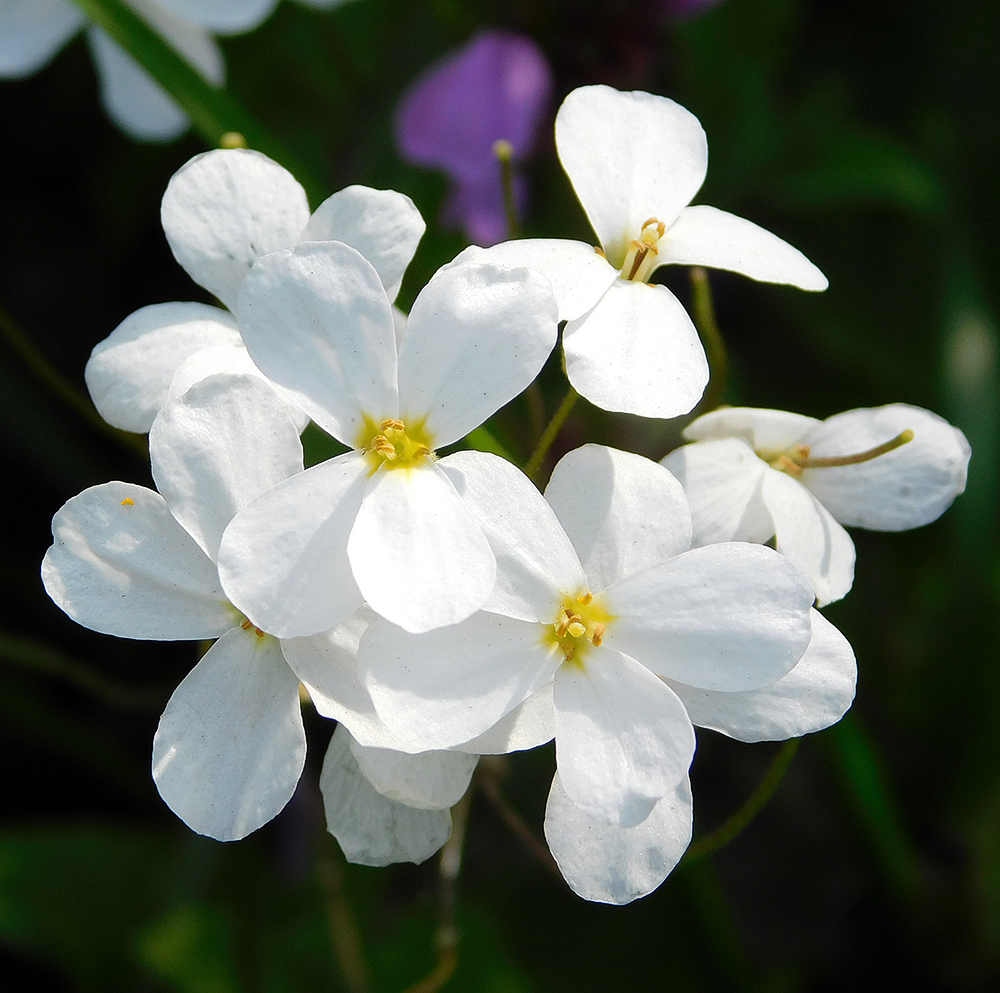 Image of Arabis caucasica specimen.