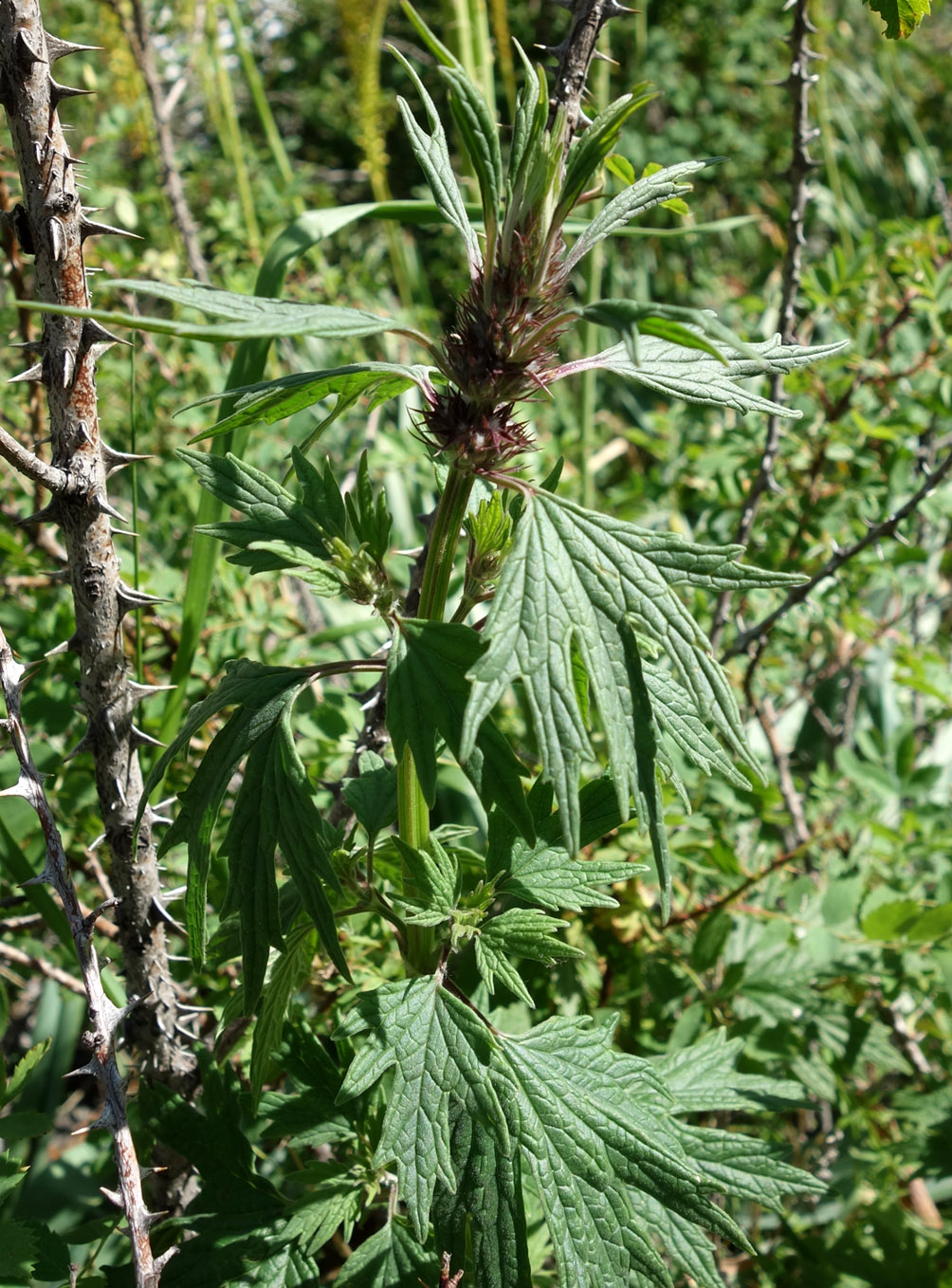 Изображение особи Leonurus turkestanicus.