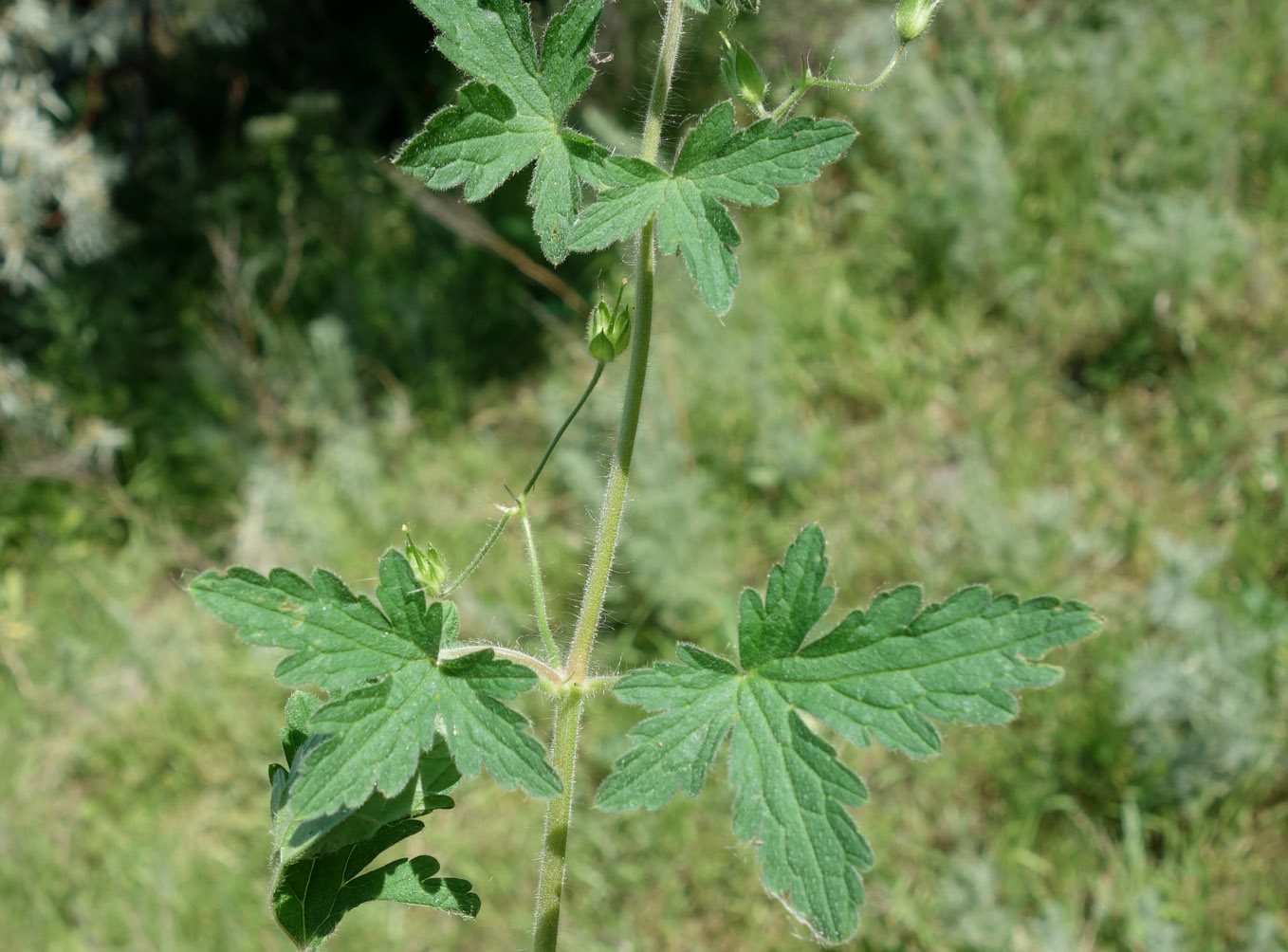 Image of Geranium divaricatum specimen.