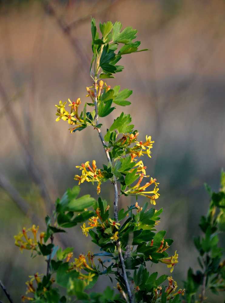 Изображение особи Ribes aureum.