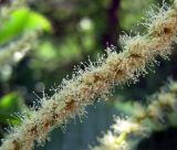 Castanea sativa. Часть мужского соцветия. Украина, Черкасская обл., Каневский р-н, Региональный ландшафтный парк \"Трахтемиров\", искусственное насаждение на степном участке. 3 июля 2010 г.