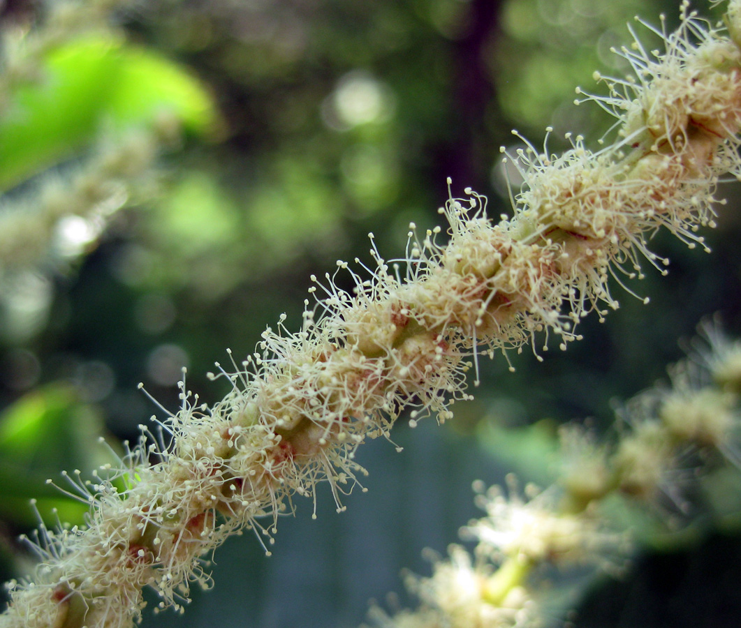 Image of Castanea sativa specimen.