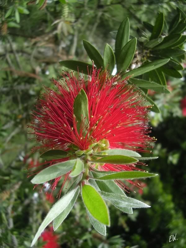 Image of genus Callistemon specimen.