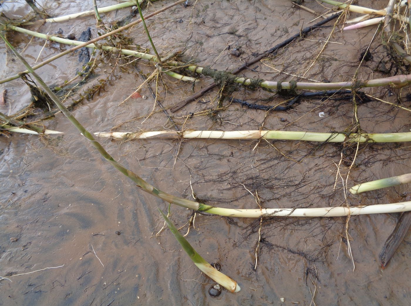 Image of Phragmites australis specimen.