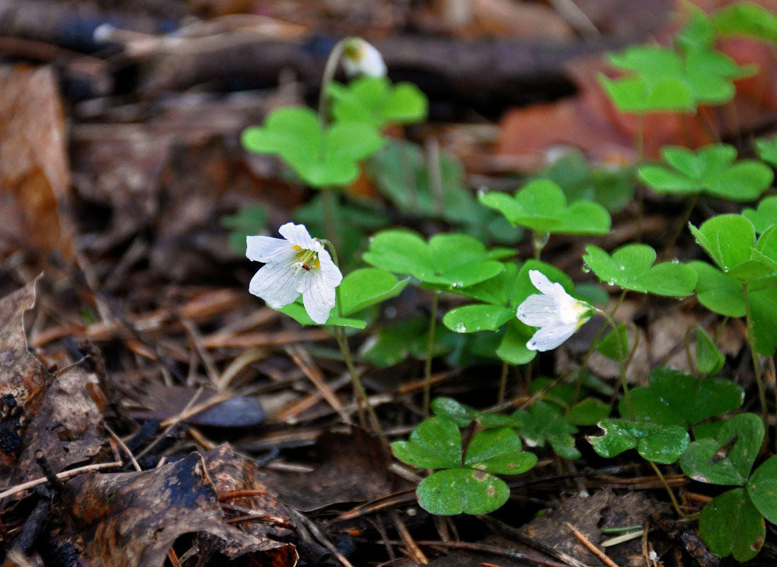 Изображение особи Oxalis acetosella.