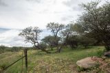 Vachellia erioloba