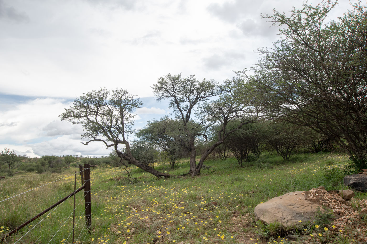 Image of Vachellia erioloba specimen.