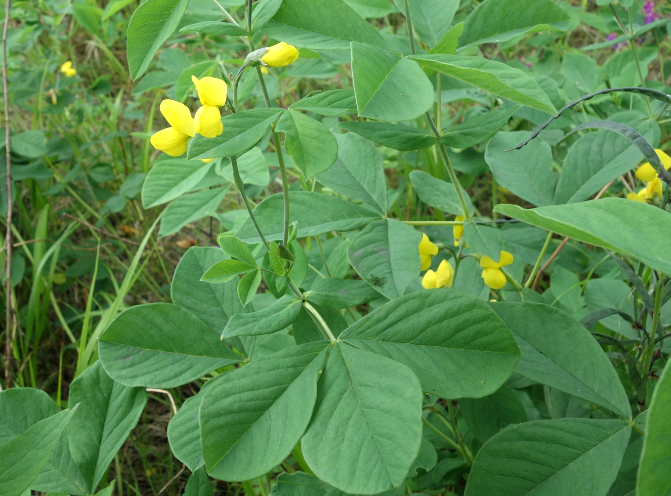 Изображение особи Thermopsis lupinoides.