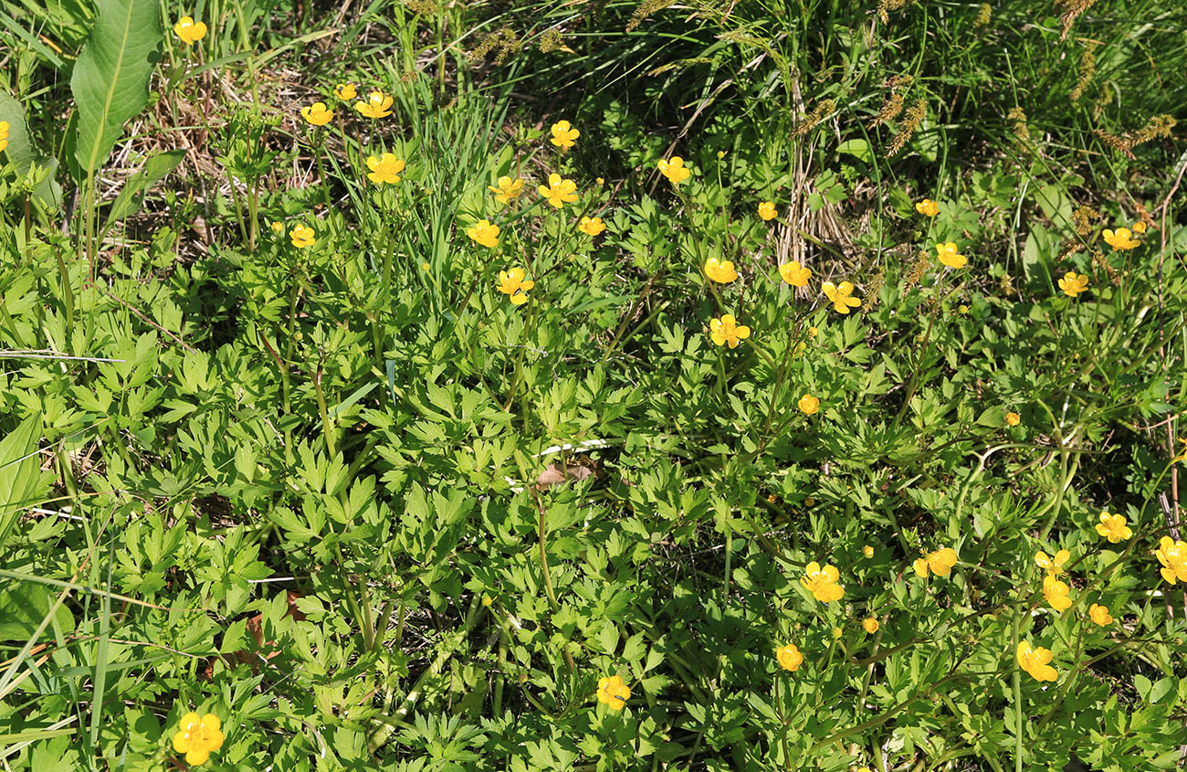 Image of Ranunculus repens specimen.