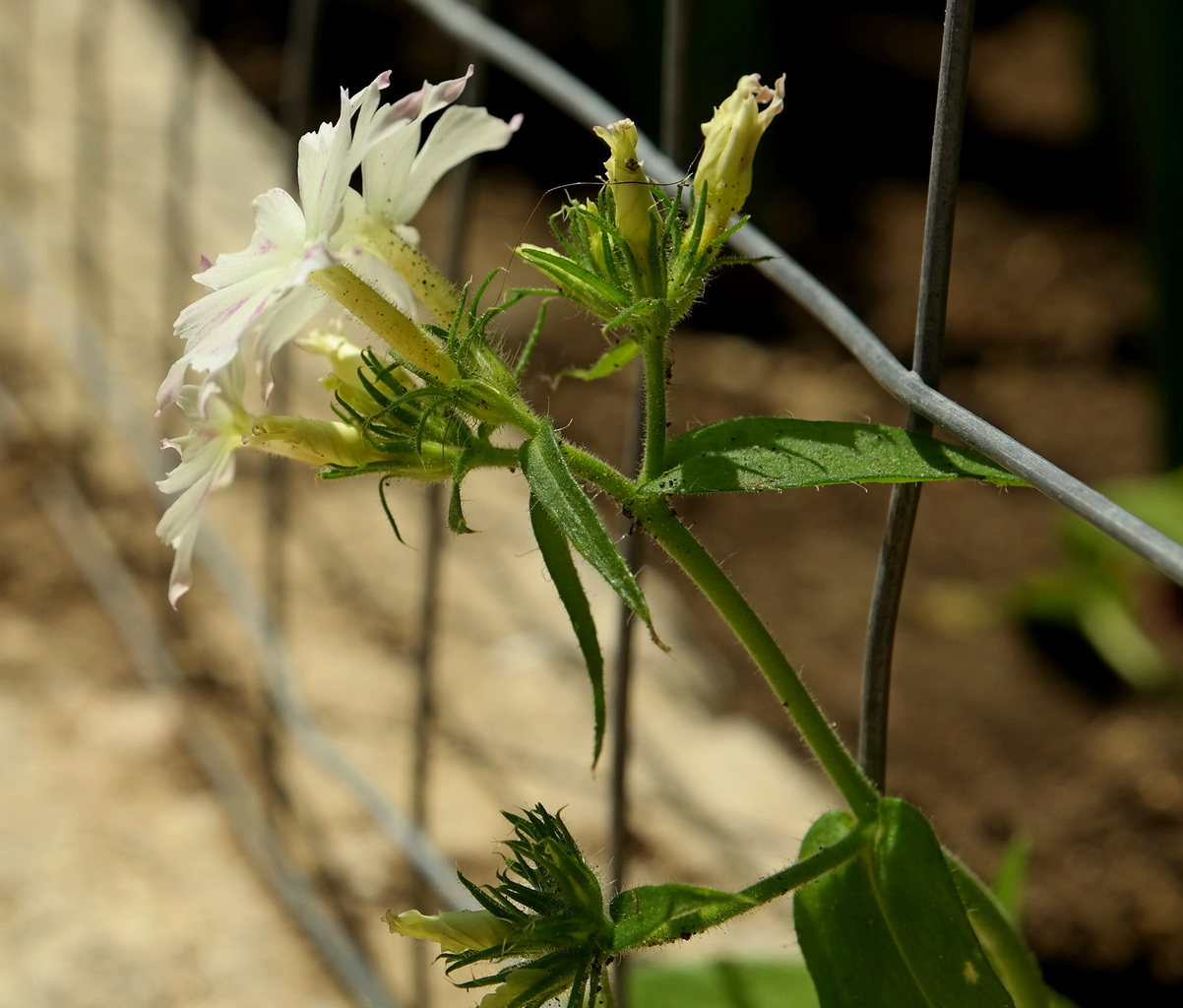 Изображение особи Phlox drummondii.