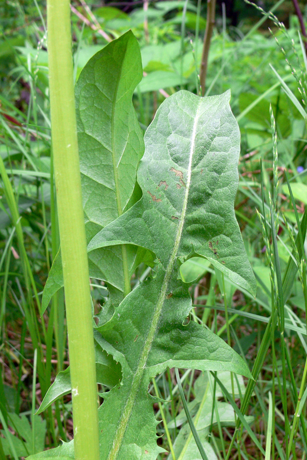 Изображение особи Taraxacum officinale.