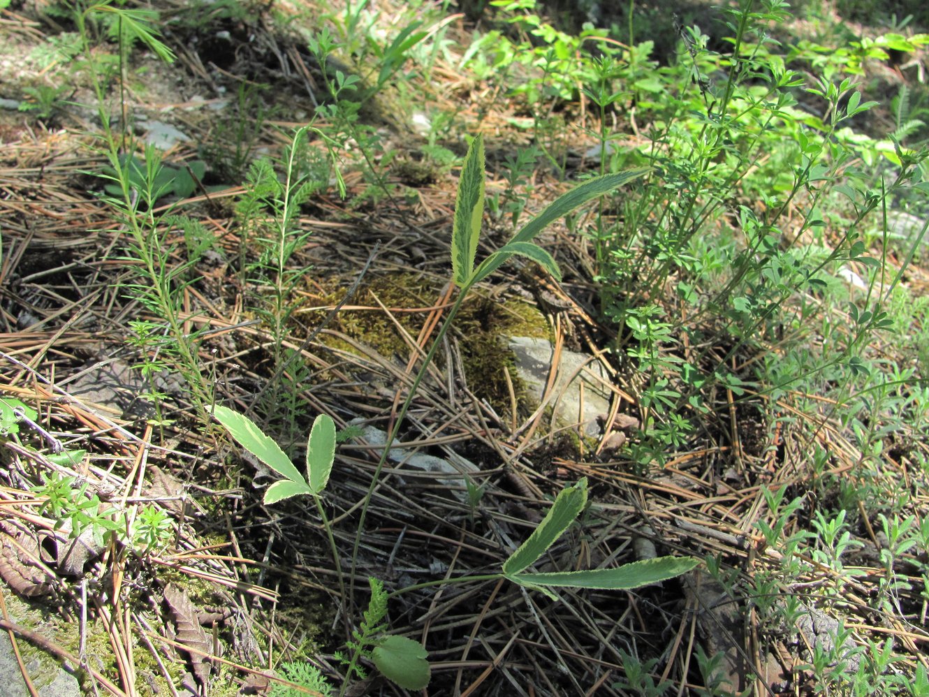 Изображение особи Falcaria vulgaris.