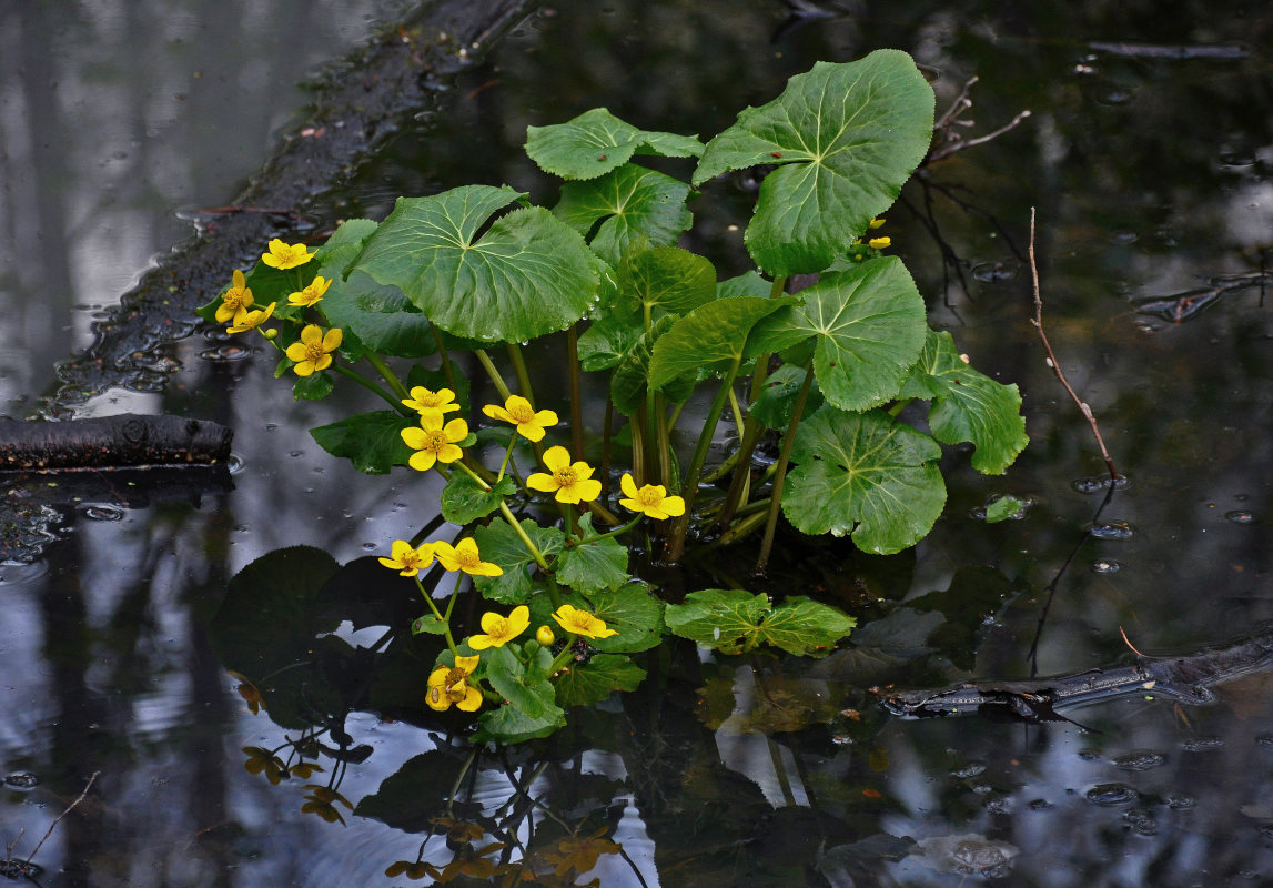 Изображение особи Caltha palustris.