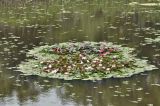 род Nymphaea. Цветущие растения. Приморье, Находкинский городской округ, окр. пос. Ливадия, озерцо у дороги. 19.07.2020.