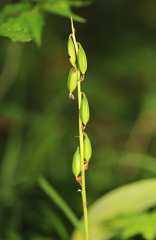 Изображение особи Oreorchis patens.