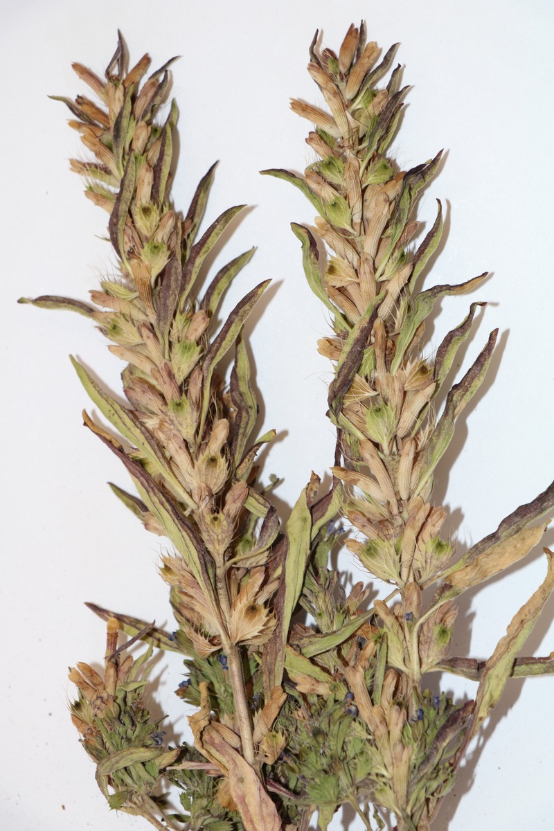Image of Lallemantia peltata specimen.