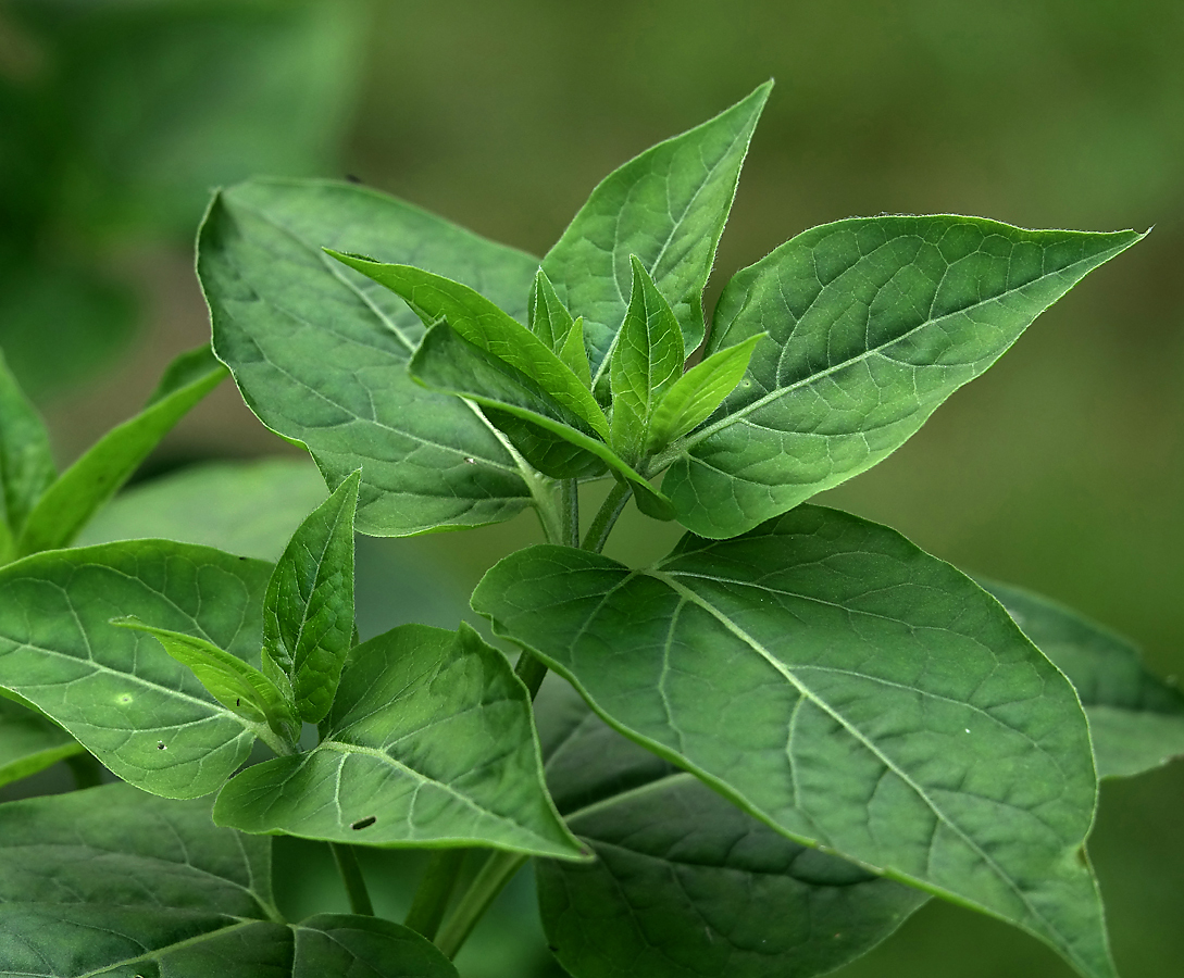 Изображение особи Mirabilis jalapa.